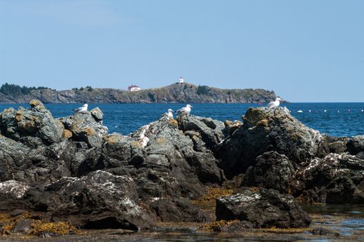 Seagulls on rocky shore with the SwallowTail Lighthouse