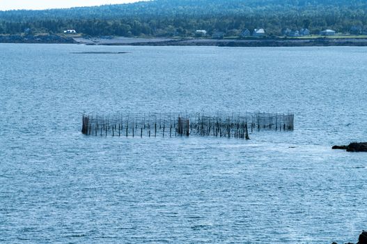 Weir in Petties Cove on Grand Manan