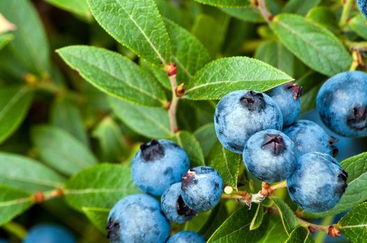 Wild Blueberries taken on Grand Manan Island an end of the summer treat