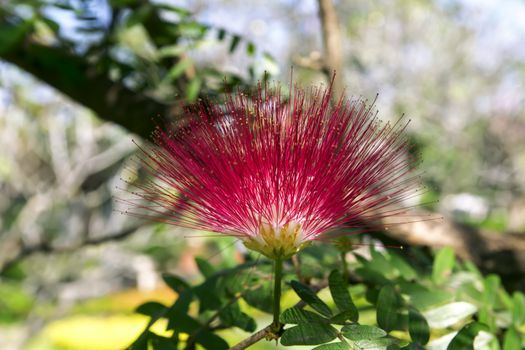 Albizia Julibrissin. It is Known by a wide variety of common names, such as Persian silk tree or pink siris, Lenkoran acacia, bastard tamarind, silk tree, Mimosa, sleeping tree.