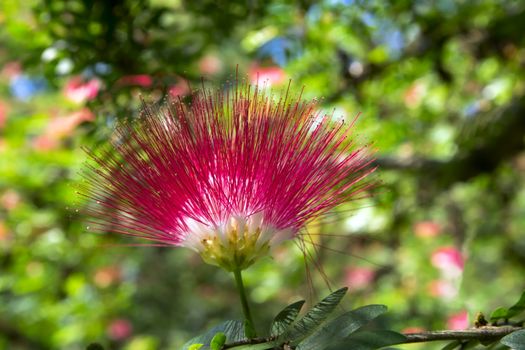 Albizia Julibrissin is known by a variety of common names, such as Persian silk tree or pink siris, Lenkoran acacia, bastard tamarind, silk tree, Mimosa, sleeping tree.