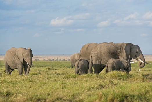 Group of African bush elephants  (Loxodonta africana) feeding in grassland of Amboseli National Park, safari vehicles on background Kenya