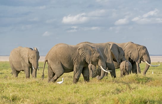 Group of African bush elephants  (Loxodonta africana) feeding in grassland of Amboseli National Park, Kenya