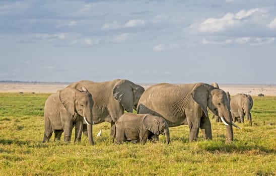 Group of African bush elephants  (Loxodonta africana) , Amboseli National Park, Kenya