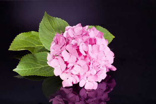 single pink hortensia on black background