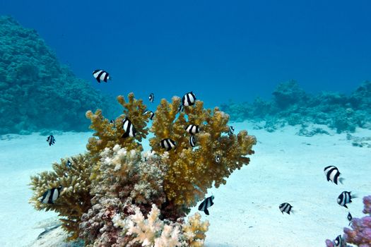 coral reef with hard coral and exotic fishes white-tailed damselfish  at the bottom of tropical sea