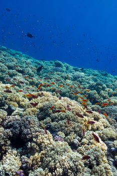 colorful coral reef with hard corals on the bottom of tropical  sea on blue water background- underwater photo
