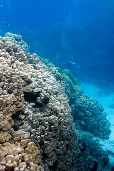 coral reef with hard corals at the bottom of tropical sea on blue water background