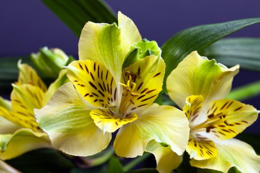 flowers of yellow blooming alstroemeria with leafes 