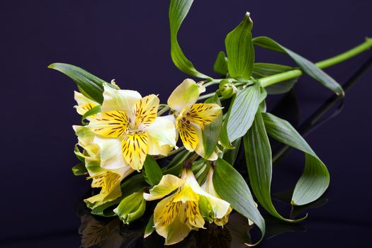 flowers of yellow blooming alstroemeria with leafes isolated on black background