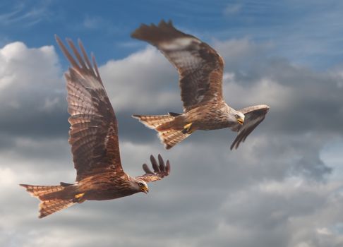 Red Kites have returned to the UK and are most numerous in Wales.