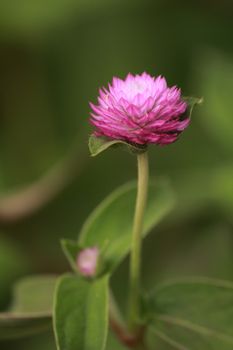 The pink globe amaranth are blooming in my garden.