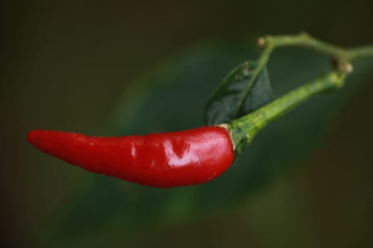 Thai pepper used as ingrediant  in various kinds of Thai food.