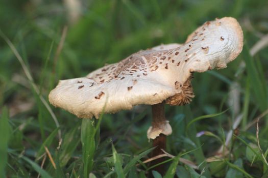The Parasol Mushroom has brown colour.It planting in the grassland.