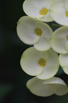 The crown of thorns or euphorbia flowers will bloom all year.