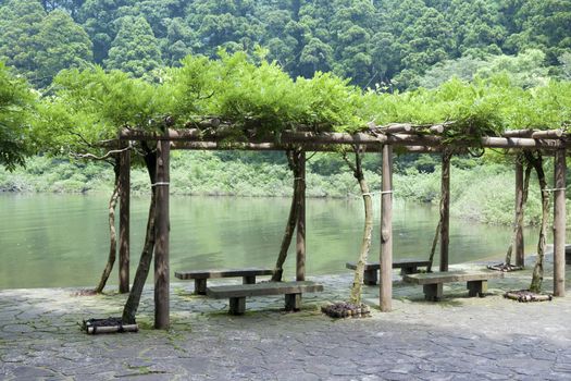 fresh wisteria branches entwined forming the arbor next to the pond in Japanese summer park