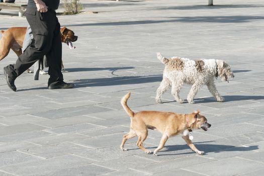 unidentified dog walker on the city street with three dogs