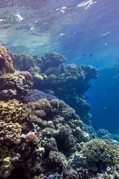 coral reef with great hard corals at the bottom of tropical sea