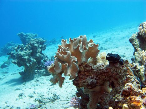 coral reef with great soft coral at the bottom of tropical sea on blue water background