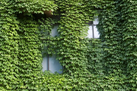building wall with windows hidden by green ivy leafs