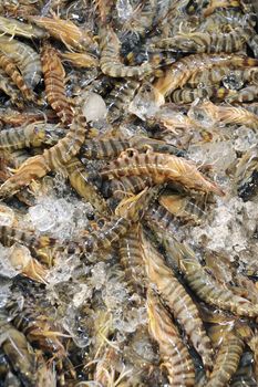 fresh raw tiger shrimps in ice on the fish market counter