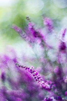 Autumn heather with bokeh