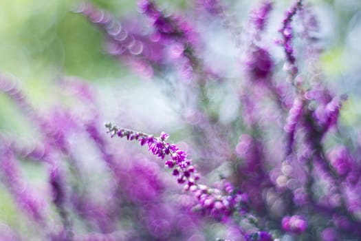 Autumn heather with bokeh