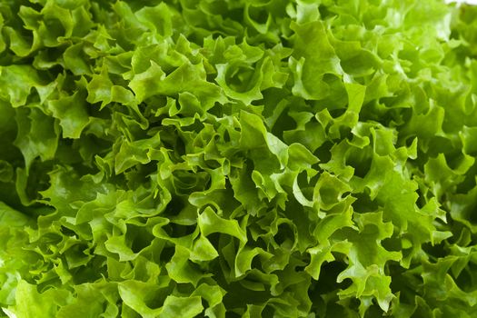 fresh green lettuce jagged close up