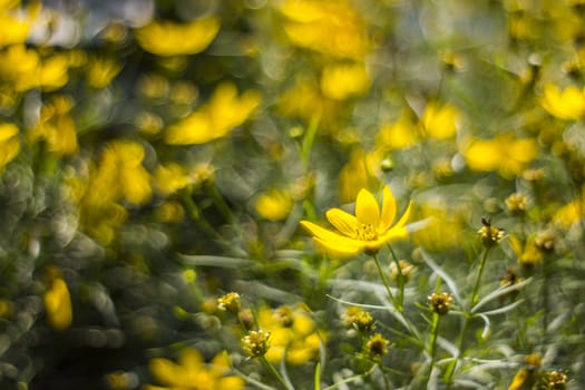 cosmos flowers with bokeh - abstract