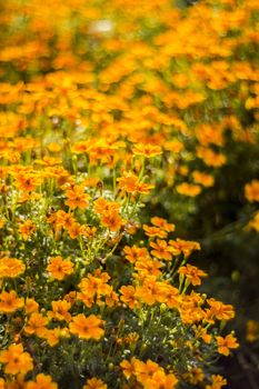 cosmos flowers with bokeh - abstract