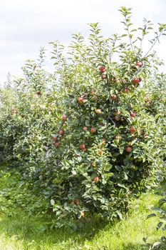 Red apples on apple tree branch