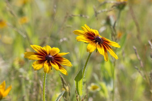 Rudbeckia flower in nature