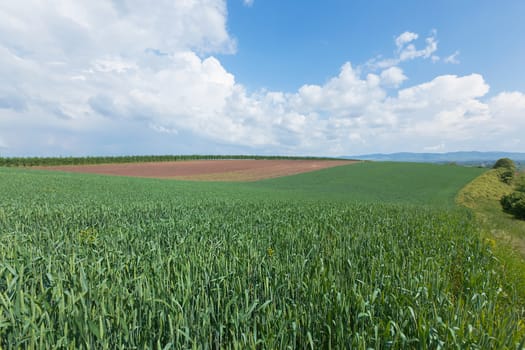 Wheat field and countryside scenery in spring