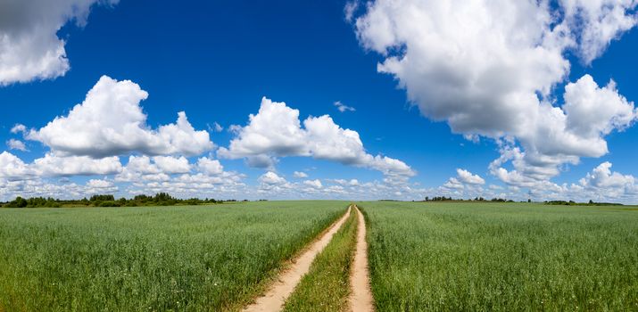 Panoramic view of summer field with green oats, dirt road and blue cloudy sky