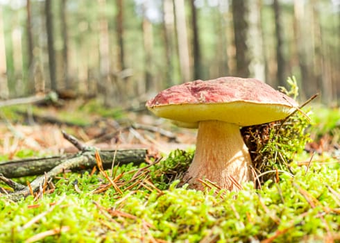 boletus on the background of forest
