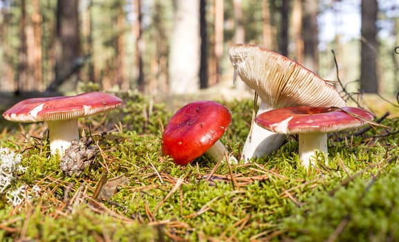 four russules in the forest 