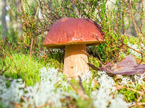 In the forest the boletus grew. Boletus edulis in a moss