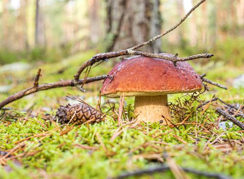 boletus on the background of green moss and twigs