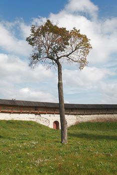 lonely tree on a background of a fortification wall