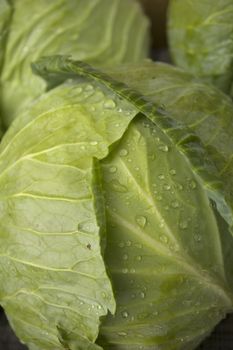 Cabbage with water drops close up