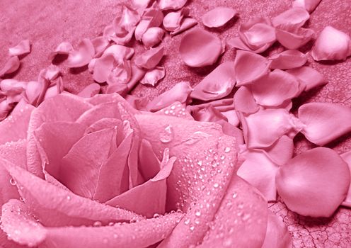 Beautiful pink rose flower over petals background