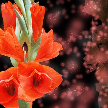 Beautiful red gladiolus flowers on  romantic background