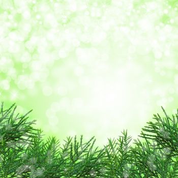 Christmas tree branches isolated on green background