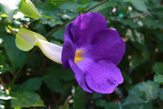 The bush clock vine is blooming .The flowers are deep purple petals, flowers 5 petals.