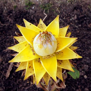 golden banana flower