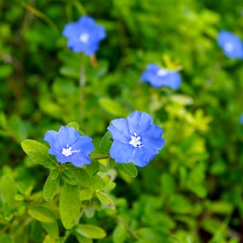 Blue flowers blooming in the spring forest