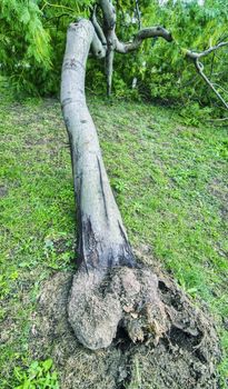 Storm damage. Fallen trees in the forest after a storm