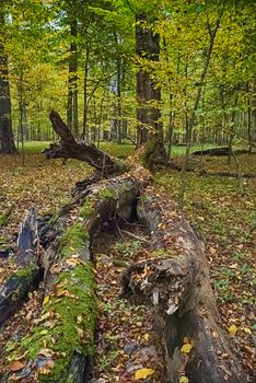 The old hornbeam forest in falls morning