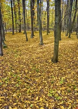 The old hornbeam forest in falls morning