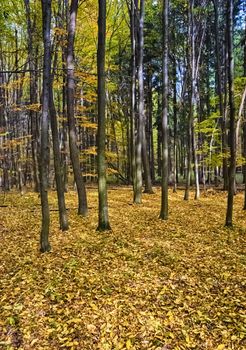 The old hornbeam forest in falls morning